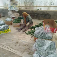 استخدام کارگر خانم جهت کار در گلخانه