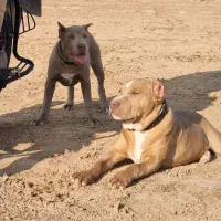 فروش سگ پیتبول نر.ماده