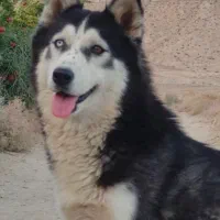 سگ هاسکی گمشده در فسا