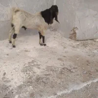 نری دو رگ پاکستانی هیکلی دوساله