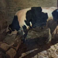 گوساله، گاو، بزغاله|حیوانات مزرعه|اردل, |دیوار