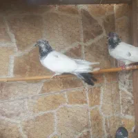 کبوتر پرشی کله دمسبز
