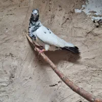 کفتر|پرنده|پیشوا, |دیوار