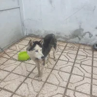 سگ هاسکی ماده بفروش میرسد