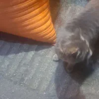 پیدا شده|حیوانات|تبریز, |دیوار