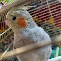 عروس هلندی