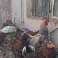 مرغ خروس