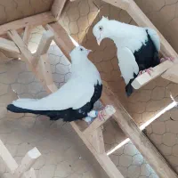 کفتر دمبی 4عدد روهم3عددنر 1عدد ماده دم سیاه