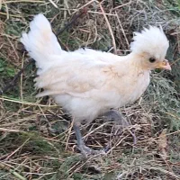 جوجه مرغ وخروس کالکی لهستانی
