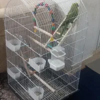 طوطی ملنگو سخنگو|پرنده|رودان, |دیوار