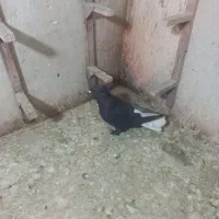 سیاه دم سفید نر