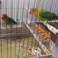 کوتوله برزیلی