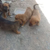 ۴تاتوله پاکوتاه