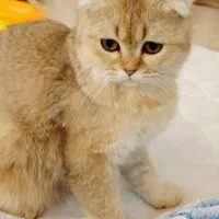 گربه اسکاتیش فولد هفت ماهه
