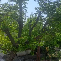 باغچه-فرخ-اباد