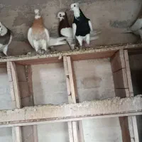 13عدد کبوتر طوقی