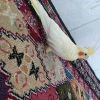 یک عدد جوجه عروس هلندی