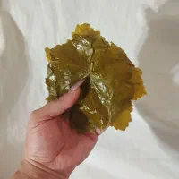 برگ مو دلمه تازه