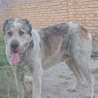 آلابایی ماده