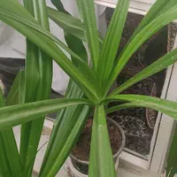 حراج گل سوسن گرمسیری|گل و گیاه طبیعی|اصفهان, قلعه طبره|دیوار