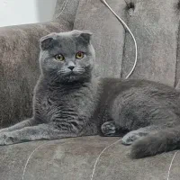 اسکاتیش بلو فولد شورت هیر ماده