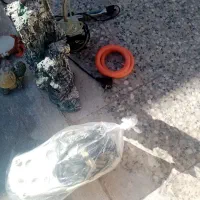 اکواریون|ماهی|رفسنجان, |دیوار