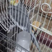 عروس هلندی نر