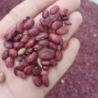 لوبیا قرمز کرم کرده