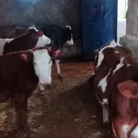 گوساله سمینتال