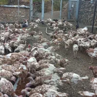 بوقلمون بوربون ماده (قەلە می سوور)|حیوانات مزرعه|بانه, |دیوار