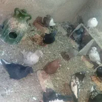 کبوتر|پرنده|داراب, |دیوار