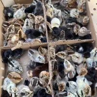 جوجه محلی برای هفته آینده موجوده نژاد مرغ خروس محل