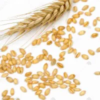 گندم دروم آبی