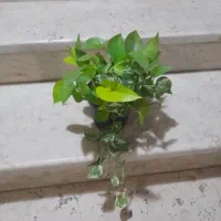 گل و گیاه،مارانتا و پتوس مارانتا۳۵ تومن پتوس۷۰تومن|گل و گیاه طبیعی|رشت, رشتیان|دیوار