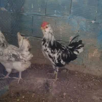 مرغ و خروس گلین ریشی چهلتاج|حیوانات مزرعه|کاکی, |دیوار