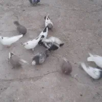 13تاکفتر صید|پرنده|مشهد, کشف|دیوار