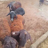 گوسفند با یه بره نر