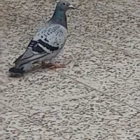 کبوتر|پرنده|گتوند, |دیوار