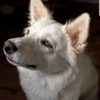 سگ دانمارکی واگذاری اسپیتز نایاب قابل معاوضه