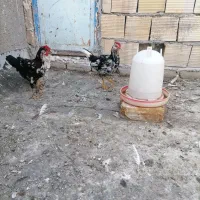 دوتا خروس رسمی جوان