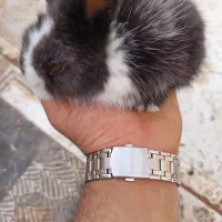 خرگوش جرسی و معمولی