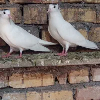 طاقی کاکولی