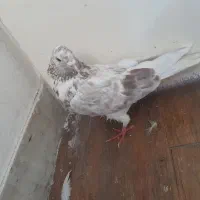 ۱۶تا کفتر باهم دونه ای۱۳۰