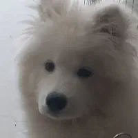 سگ سامویید اصیل