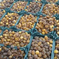 رطب برحی