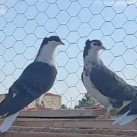 کبوتر دمگیر