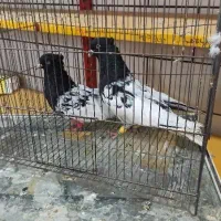 جفت کله ای