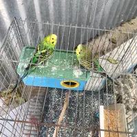 فروش مرغ عشق