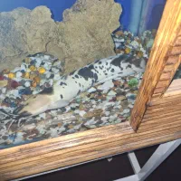 به خاطر اینکه می خوام ماهی گیاه خوار بخرم