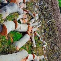 خرید چوب ،هرس ،برش ،اصلاح درخت